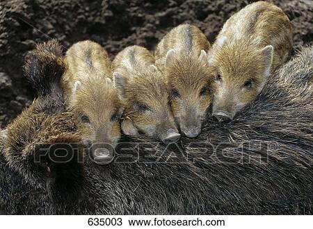 Four Wild Boar (Sus scrofa) piglets resting on their mother View Large Photo Image Stock Image - Four Wild Boar (Sus scrofa) piglets resting on their mother. Fotosearch