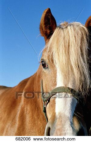 Portrait of a horse View Large Photo Image Stock Photograph - Portrait of a horse. Fotosearch