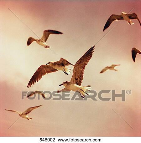 Seagulls flying View Large Photo Image Stock Image - Seagulls flying. Fotosearch