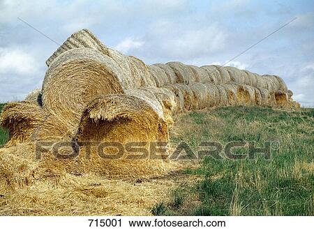 Stack of hay bales, Asessipi Parkland, Manitoba, Canada View Large Photo Image Stock Image - Stack of hay bales, Asessipi Parkland, Manitoba, Canada. Fotosearch