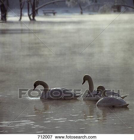 Stock Photo - Swans on a lake. Fotosearch
