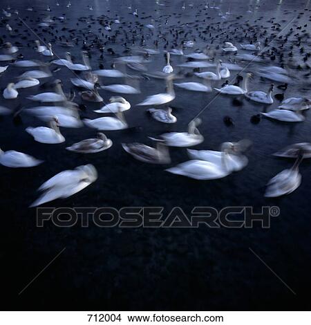 Swans on water View Large Photo Image Picture - Swans on water. Fotosearch