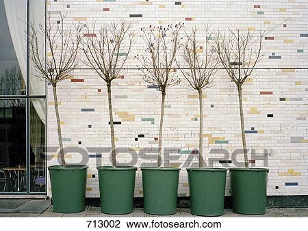 Trees growing in buckets at the side of a building View Large Photo Image Stock Image - Trees growing in buckets at the side of a building. Fotosearch
