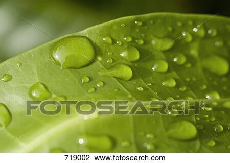 Water drops on a leaf, extreme close up View Large Photo Image Stock Image - Water drops on a leaf, extreme close up. Fotosearch