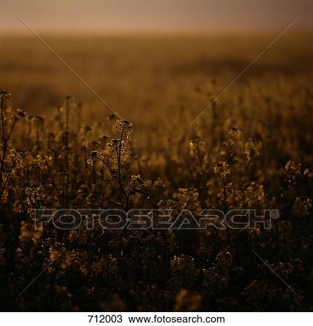 Stock Image - Wild plants. Fotosearch