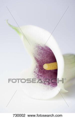 A Calla Lily (Zantedeschia aethiopica), close-up View Large Photo Image Stock Image - A Calla Lily (Zantedeschia aethiopica), close-up. Fotosearch