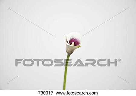 A Calla Lily (Zantedeschia aethiopica) View Large Photo Image Stock Photo - A Calla Lily (Zantedeschia aethiopica). Fotosearch