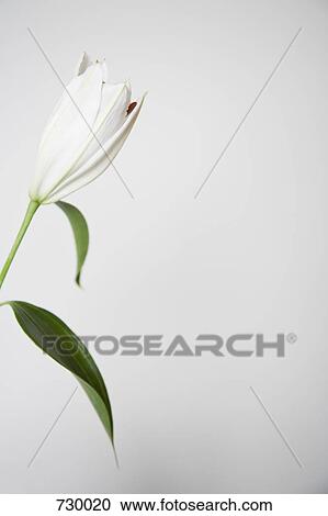 A closed Lily View Large Photo Image Stock Image - A closed Lily. Fotosearch