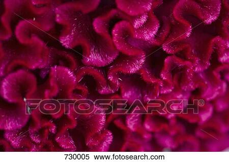 A Cockscomb (Celosia), extreme close-up View Large Photo Image Stock Photography - A Cockscomb (Celosia), extreme close-up. Fotosearch