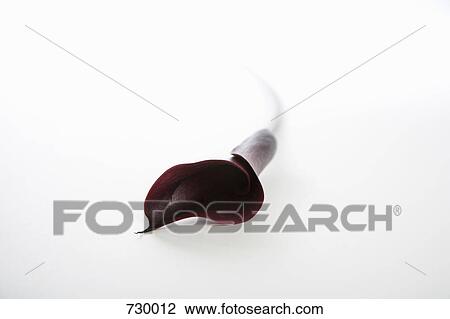 A dark red Calla Lily (Zantedeschia aethiopica) View Large Photo Image Stock Image - A dark red Calla Lily (Zantedeschia aethiopica). Fotosearch