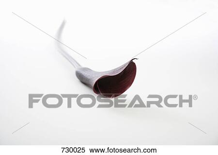 A dark red Calla Lily (Zantedeschia aethiopica) View Large Photo Image Stock Photography - A dark red Calla Lily (Zantedeschia aethiopica). Fotosearch