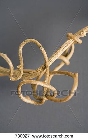 A dried plant root View Large Photo Image Stock Photo - A dried plant root. Fotosearch
