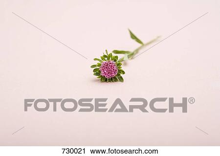 A exotic flower with pink petals View Large Photo Image Stock Image - A exotic flower with pink petals. Fotosearch