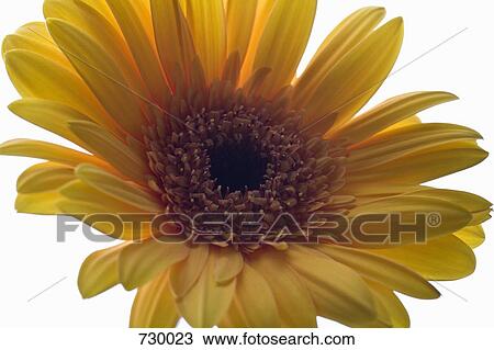 A Gerbera Daisy, close-up View Large Photo Image Stock Image - A Gerbera Daisy, close-up. Fotosearch