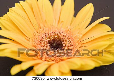 Stock Image - A Gerbera Daisy, close-up. Fotosearch