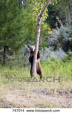 A Grizzly Bear cub behind a tree View Large Photo Image Picture - A Grizzly Bear cub behind a tree. Fotosearch