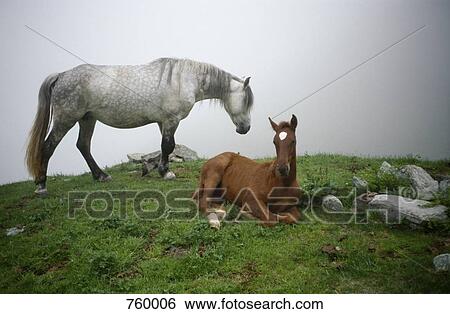 A horse and a foal on a mountain ledge View Large Photo Image Stock Photograph - A horse and a foal on a mountain ledge. Fotosearch