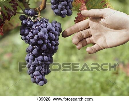 A human hand reaching for grapes growing at a vineyard View Large Photo Image Stock Photo - A human hand reaching for grapes growing at a vineyard. Fotosearch