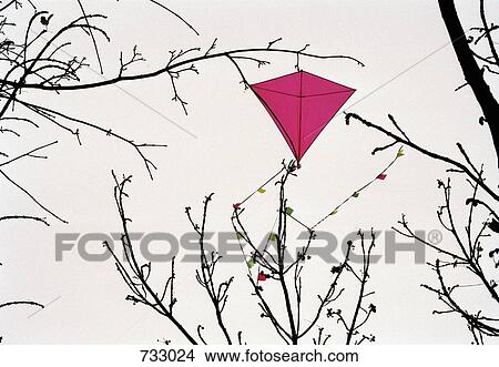 A kite caught in a tree View Large Photo Image Picture - A kite caught in a tree. Fotosearch
