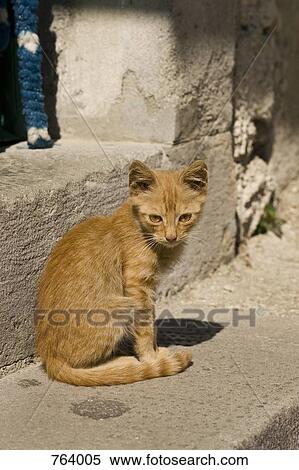 A kitten sitting on steps, outdoors View Large Photo Image Stock Photography - A kitten sitting on steps, outdoors. Fotosearch