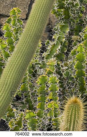 A large group of cacti View Large Photo Image Stock Image - A large group of cacti. Fotosearch