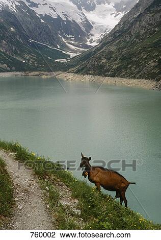 Stock Image - A mountain goat by a lake. Fotosearch