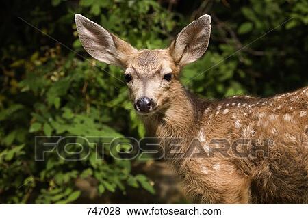 A Mule Deer fawn, Montana, USA View Large Photo Image Stock Photo - A Mule Deer fawn, Montana, USA. Fotosearch