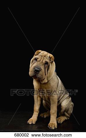 A Shar-Pei dog View Large Photo Image Stock Image - A Shar-Pei dog. Fotosearch