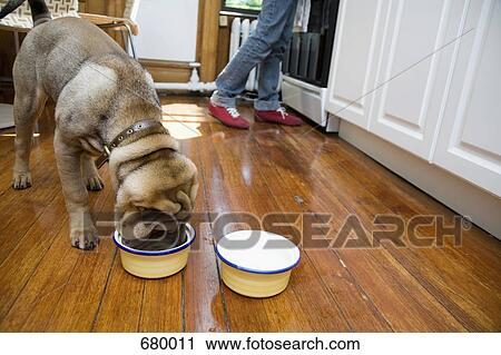 Stock Image - A Shar-Pei eating from a dog bowl, owner in background. Fotosearch