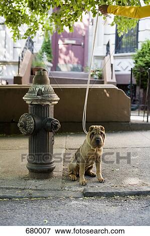 A Shar-Pei on a leash, outdoors View Large Photo Image Stock Photo - A Shar-Pei on a leash, outdoors. Fotosearch