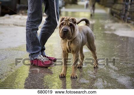 A Shar-pei on a leash, outdoors View Large Photo Image Stock Photo - A Shar-pei on a leash, outdoors. Fotosearch