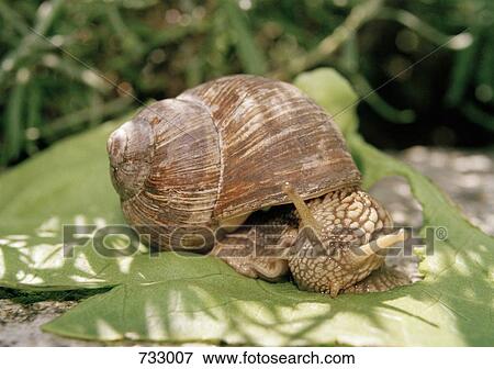 A snail on a leaf View Large Photo Image Stock Photo - A snail on a leaf. Fotosearch