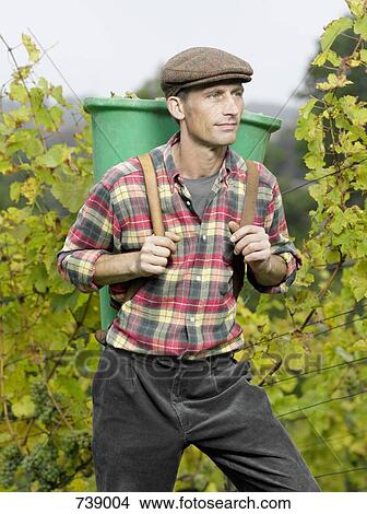 A vintner carrying a bucket of grapes on his back View Large Photo Image Picture - A vintner carrying a bucket of grapes on his back. Fotosearch