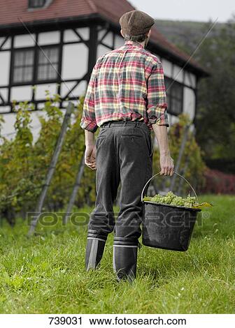 A vintner carrying a bucket of grapes, rear view View Large Photo Image Stock Image - A vintner carrying a bucket of grapes, rear view. Fotosearch