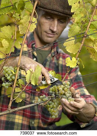 A vintner harvesting grapes View Large Photo Image Stock Photo - A vintner harvesting grapes. Fotosearch