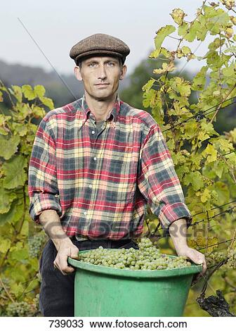 A vintner holding a bucket full of grapes View Large Photo Image Stock Image - A vintner holding a bucket full of grapes. Fotosearch