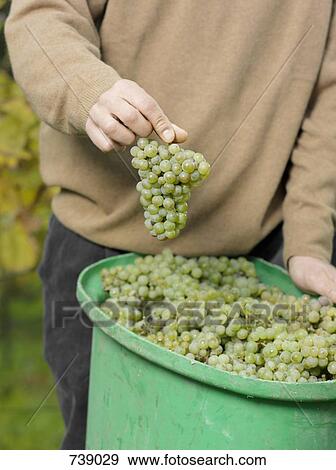 Stock Photo - A vintner holding up a bunch of grapes. Fotosearch