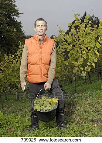 A vintner posing with a bucket of grapes View Large Photo Image Stock Photography - A vintner posing with a bucket of grapes. Fotosearch