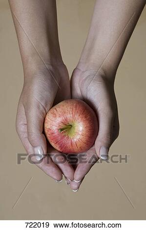 A woman's hands holding an apple View Large Photo Image Stock Photo - A woman's hands holding an apple. Fotosearch
