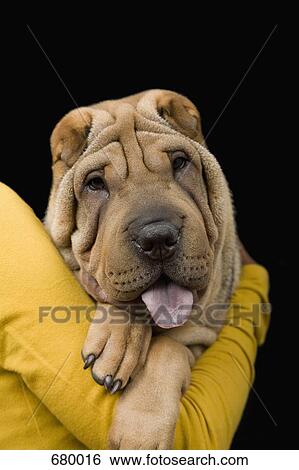 A young woman with her Shar-Pei, studio shot View Large Photo Image Stock Photograph - A young woman with her Shar-Pei, studio shot. Fotosearch