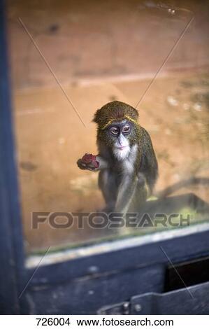 Picture - An infant De Brazza's Monkey (Cercopithecus neglectus) eating fruit in a glass cage. Fotosearch