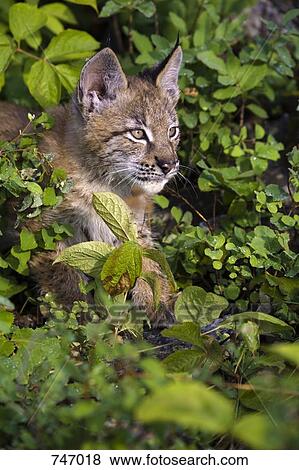 Stock Photo - Canadian Lynx amongst bushes. Fotosearch