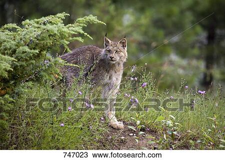 Canadian Lynx in a forest, Montana, USA View Large Photo Image Stock Image - Canadian Lynx in a forest, Montana, USA. Fotosearch