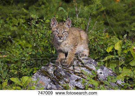 Canadian Lynx sitting on a rock View Large Photo Image Stock Photo - Canadian Lynx sitting on a rock. Fotosearch