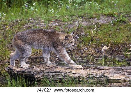 Canadian Lynx walking across a log, Montana, USA View Large Photo Image Stock Photo - Canadian Lynx walking across a log, Montana, USA. Fotosearch