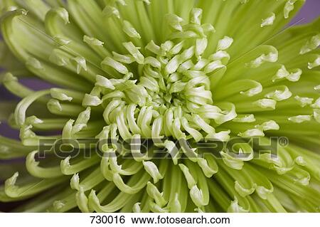 Chrysanthemum View Large Photo Image Stock Photograph - Chrysanthemum. Fotosearch