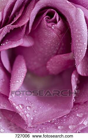 Stock Photograph - Close up of a pink rose. Fotosearch