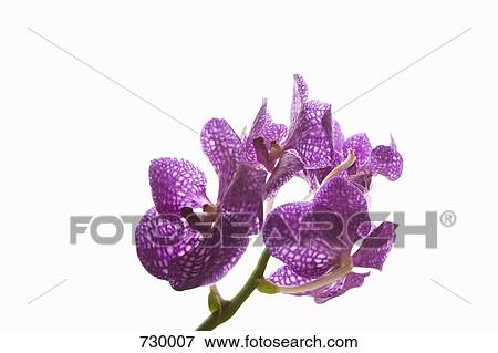 Four Moth Orchids (Phalaenopsis) on a stem View Large Photo Image Stock Photo - Four Moth Orchids (Phalaenopsis) on a stem. Fotosearch