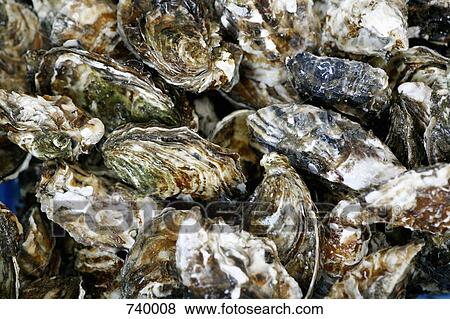 Fresh oysters View Large Photo Image Stock Photo - Fresh oysters. Fotosearch