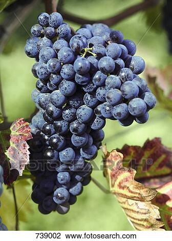 Grapes growing at a vineyard View Large Photo Image Stock Image - Grapes growing at a vineyard. Fotosearch
